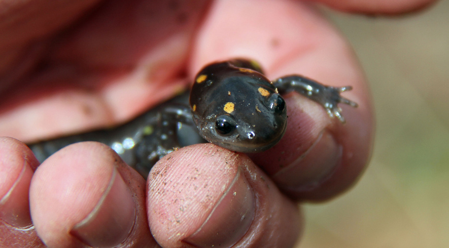 Newsela | Frogs, toads and other amphibians disappearing faster than