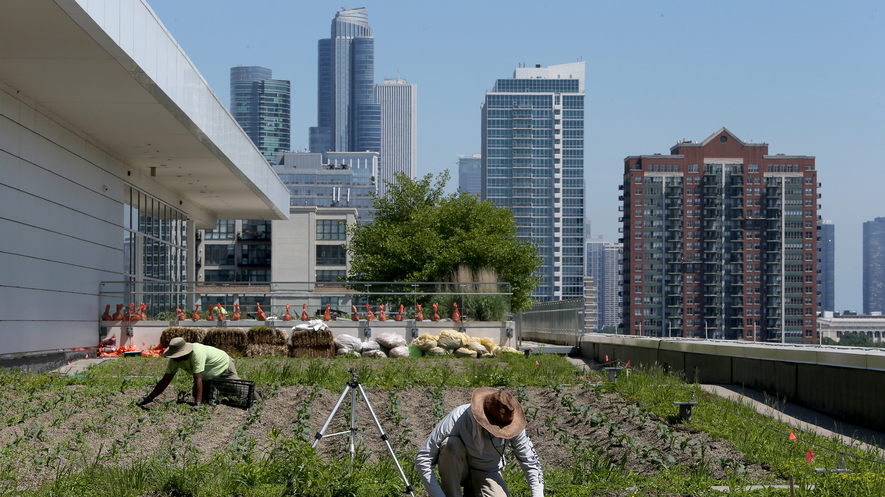 Newsela Rooftop Views Are Growing More Green As Crops Sprout Up High