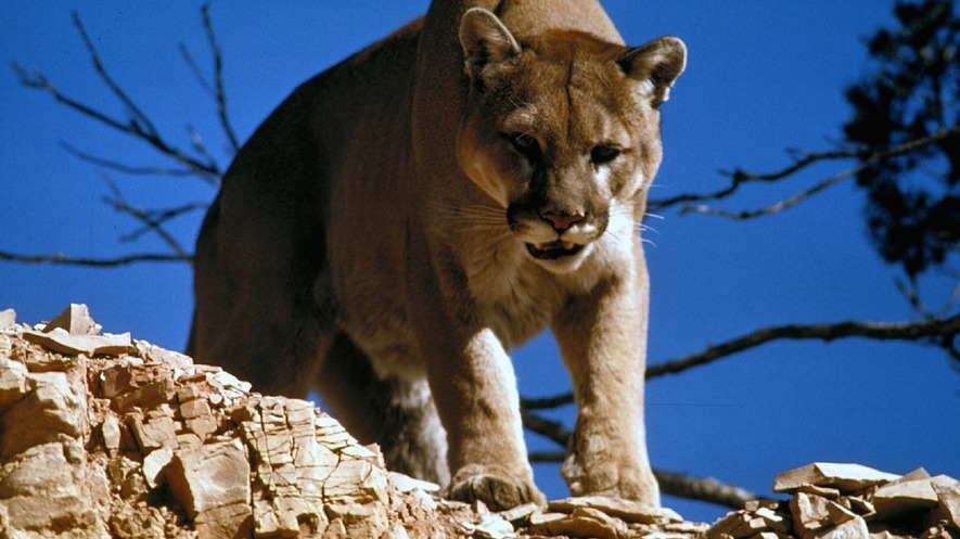 Newsela Kansas And Missouri Where The Mountain Lion Sleeps Tonight