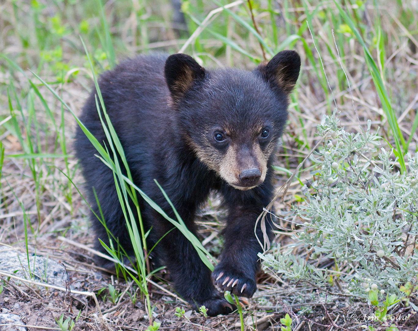 osos de peluche negros