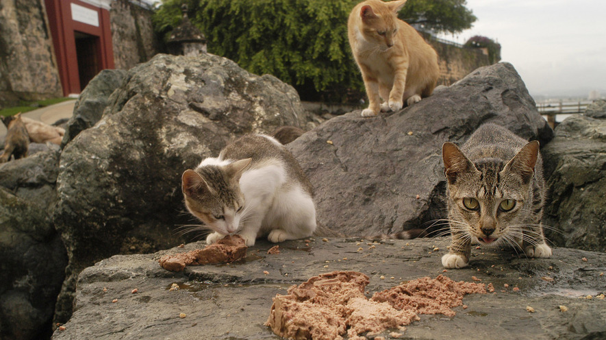 Newsela Robotic traps can poison feral cats to save rare Australian