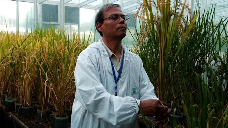 TOP: A biotech lab produces GMO rice in the Philippines. Photo by David Greedy.
MIDDLE: Courtesy of Center for Food Safety. BOTTOM: International Service for the Acquisition of Agri-Biotech Applications.