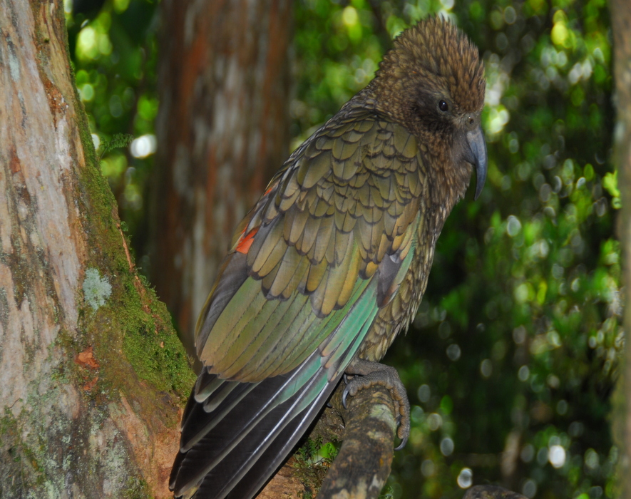A kea alpine parrot sits on a branch at the edge of a forest in New Zealand.
