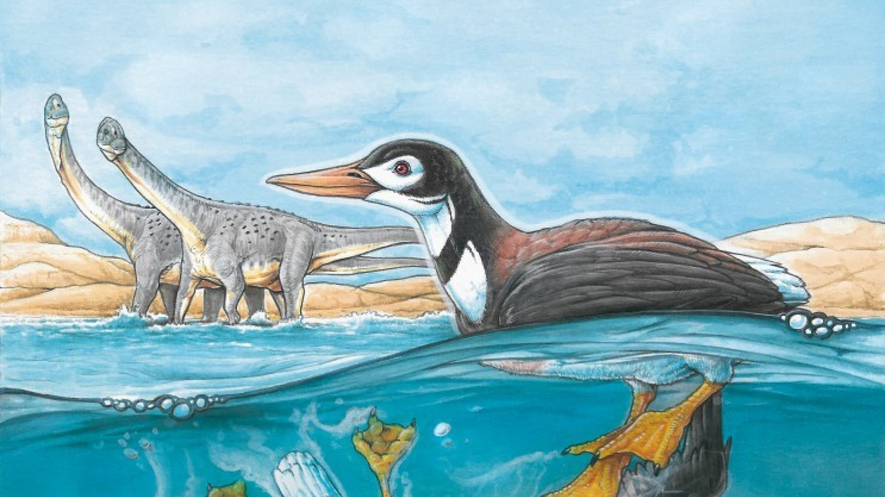 Newsela - Fossil reveals 66-million-year-old bird squawked like modern  ducks, geese
