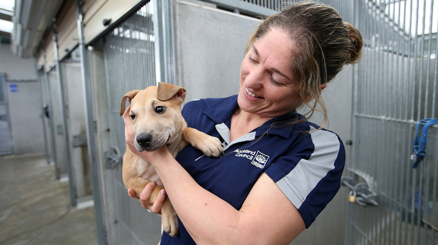 Battersea Dogs Home Windsor Jobs