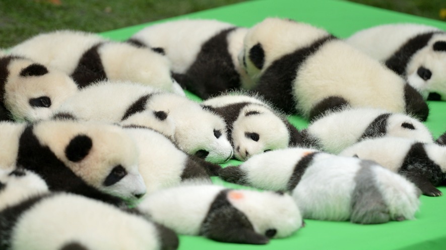 Newsela | Chinese officials want pandas back on endangered list