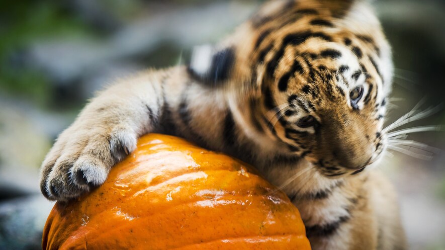 newsela fall is pumpkin
