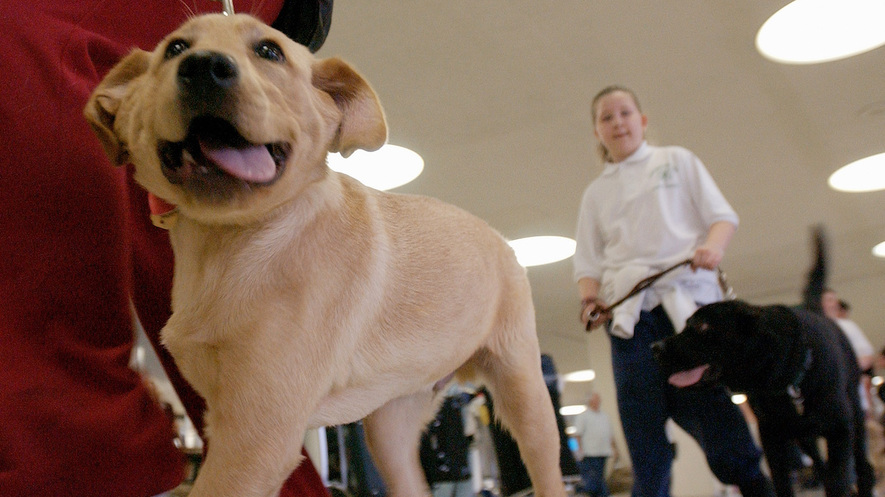 jobs for dog lovers