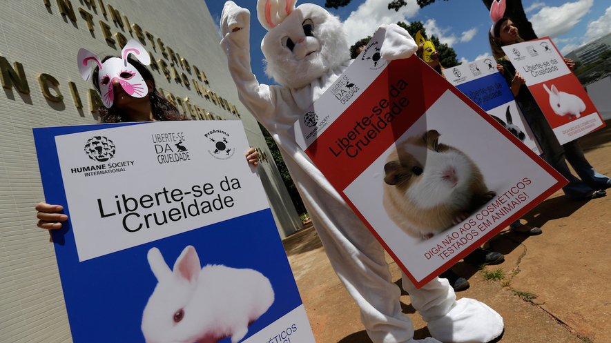 an argument against animal testing in cosmetics Cosmetic testing with animals is cruel - the cruelty of cosmetic testing on animals each year, thousands of animals are brutally tortured in laboratories, in the name of cosmetic research a movement to ban animal testing for cosmetic purposes has been gaining popularity, with many companies hopping on the bandwagon against this. an argument against animal testing in cosmetics Cosmetic testing with animals is cruel - the cruelty of cosmetic testing on animals each year, thousands of animals are brutally tortured in laboratories, in the name of cosmetic research a movement to ban animal testing for cosmetic purposes has been gaining popularity, with many companies hopping on the bandwagon against this.