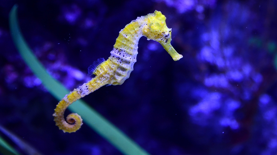 newsela undersea mystery seahorse genetic study sheds light on