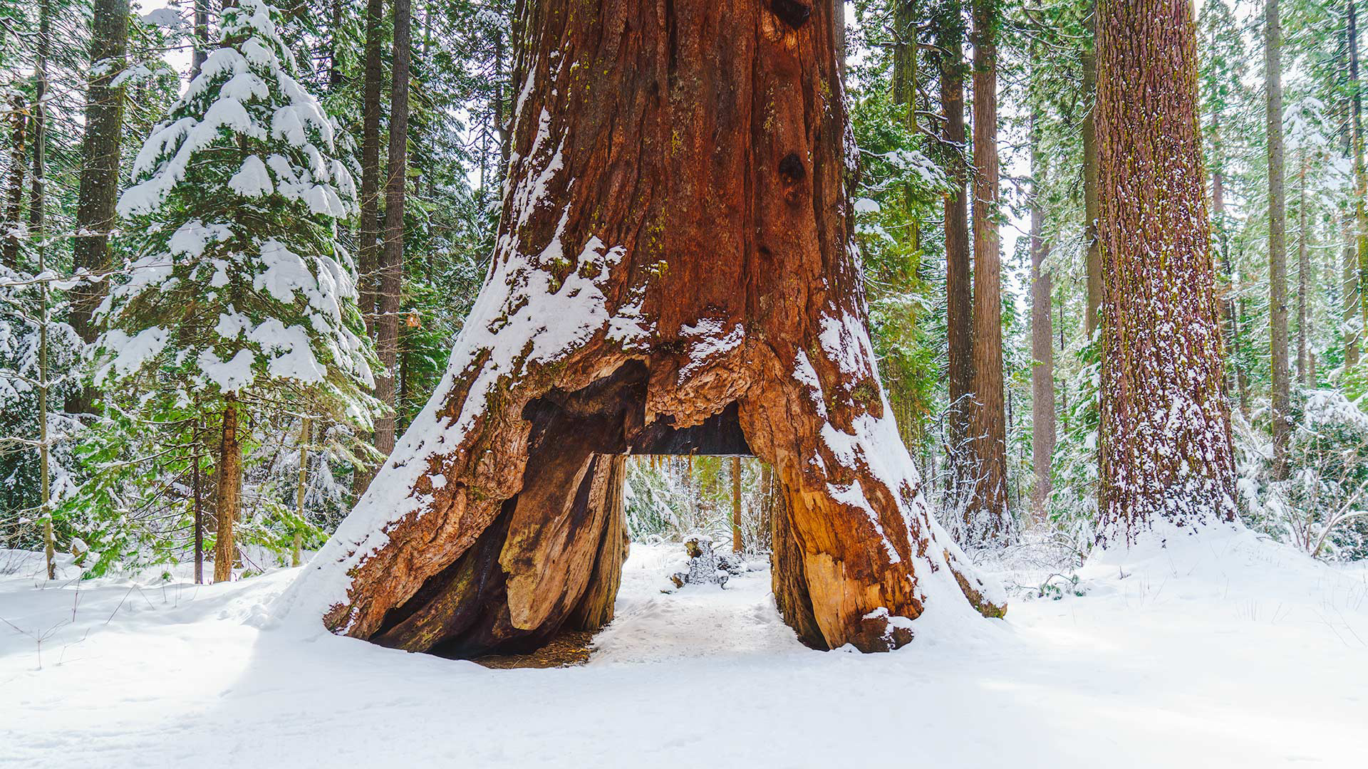 Newsela Ancient Pioneer Cabin Tree Felled By Fierce California