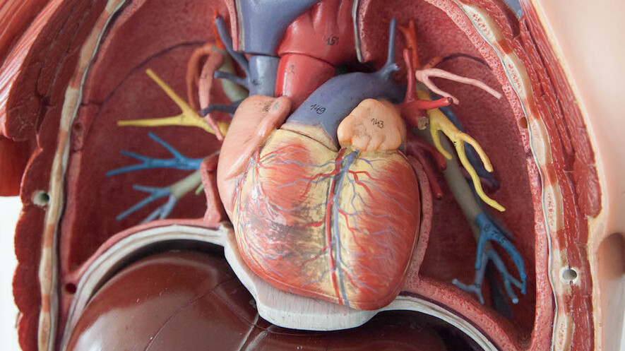 Newsela | The structure and physiology of the heart
