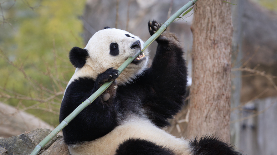 Newsela - Bao Bao the giant panda leaves Washington zoo for new home ... Newsela - Bao Bao the giant panda leaves Washington zoo for new home ...