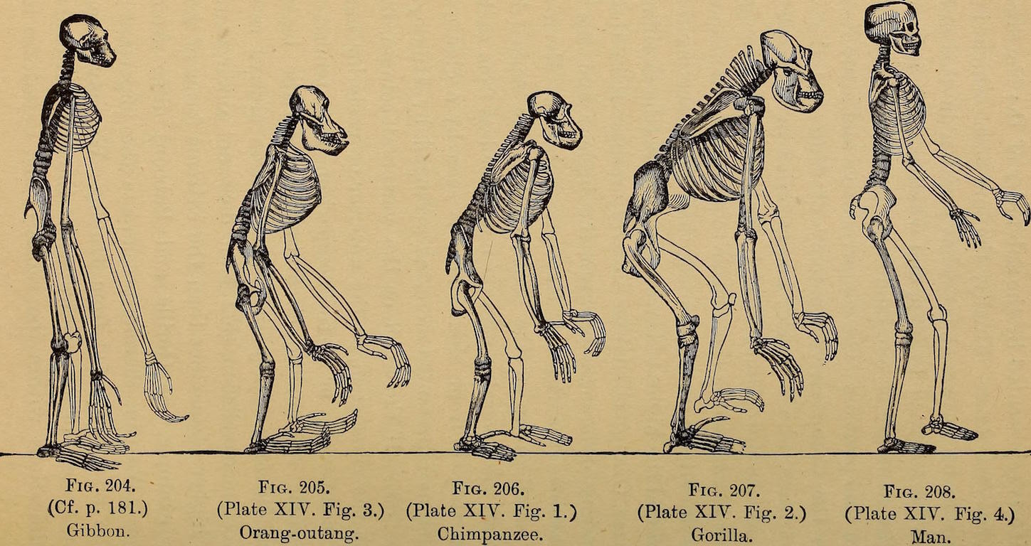 Newsela | The Scopes Monkey Trial