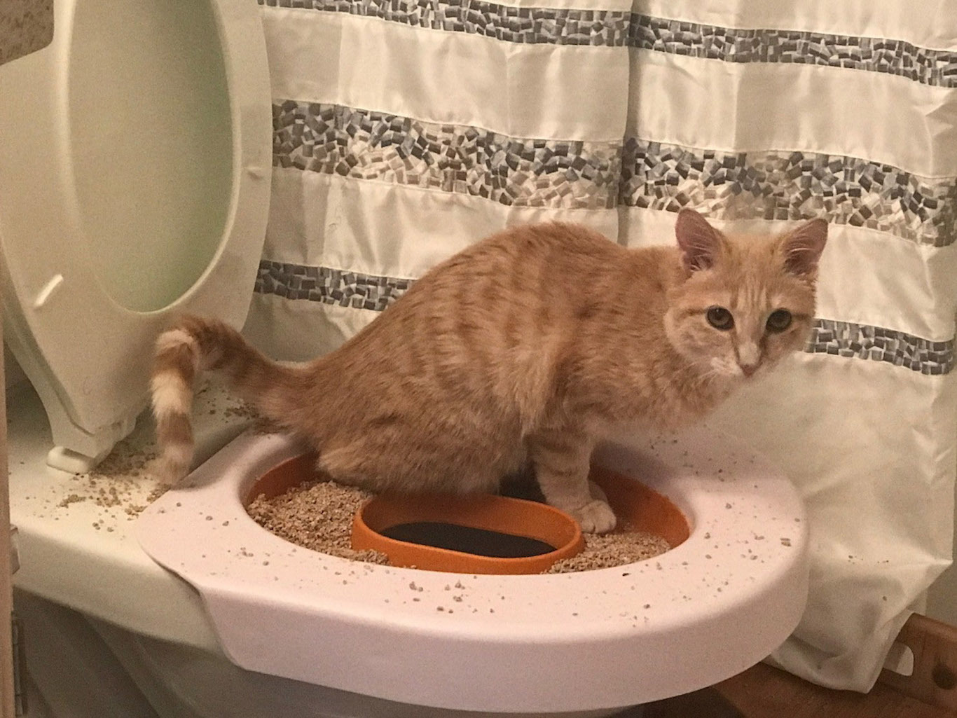 toilet training litter box