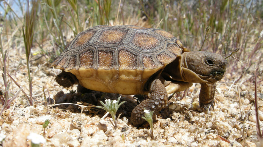 Image result for mojave desert tortoise
