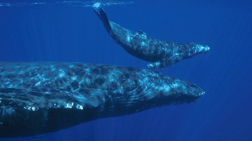 Newsela Baby Whales Whisper To Mothers To Avoid Predators