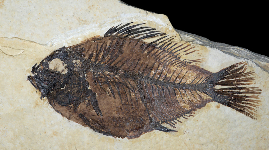 newsela earth s systems what are fossils