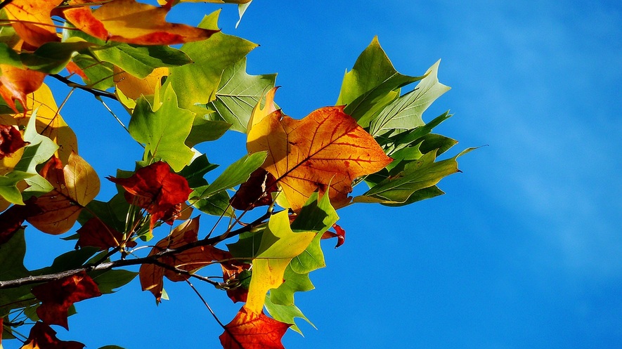 Why Do Leaves Change Color In The Fall Answers Quizlet