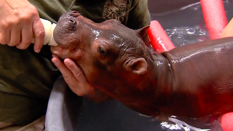 Newsela Fiona The Baby Hippo Or How Animals Go Viral Newsela Fiona The Baby Hippo Or How Animals Go Viral