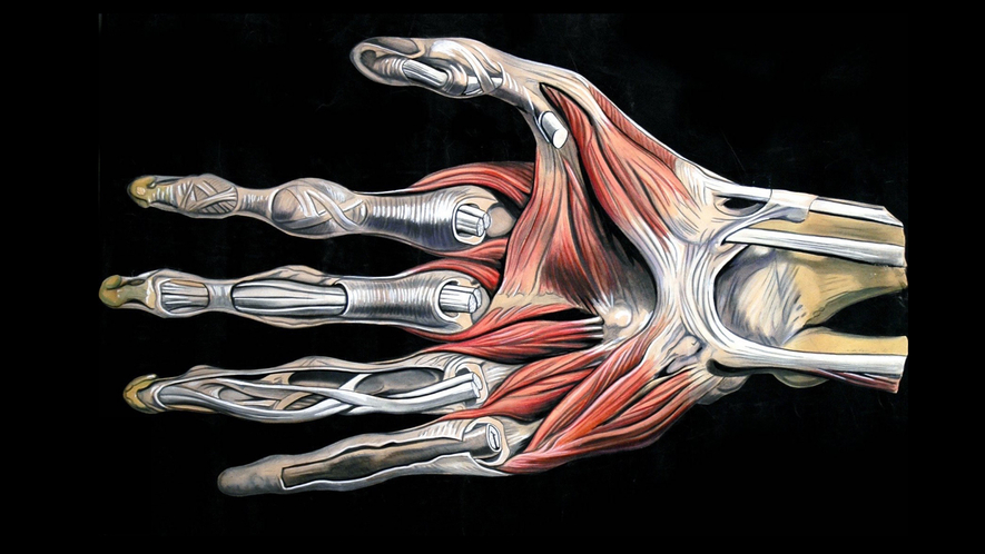 Newsela | Learning how the bones and muscles work together
