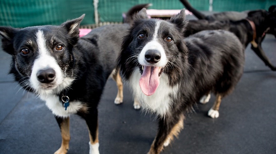 newsela australian dogs trained to sniff out endangered species