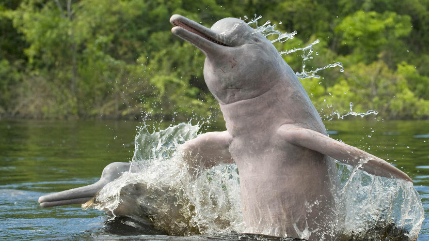 Newsela Dolphins In The Amazon River Are Getting Attention From Scientists Newsela Dolphins In The Amazon River Are Getting Attention From Scientists