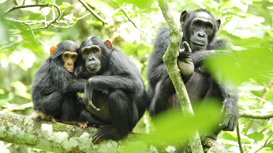 newsela endangered species the