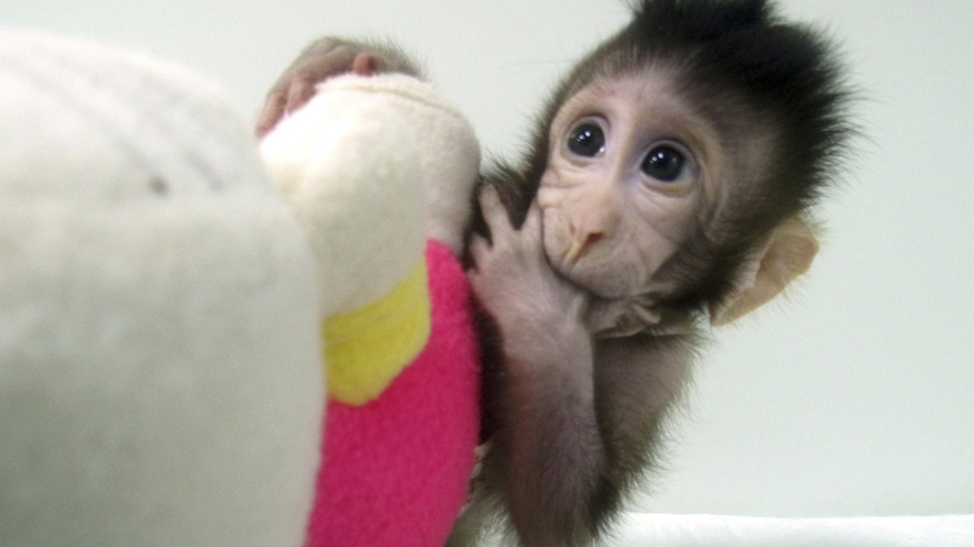 Newsela Cloned Baby Monkeys In China Have Been Introduced To The World Newsela Cloned Baby Monkeys In China Have Been Introduced To The World