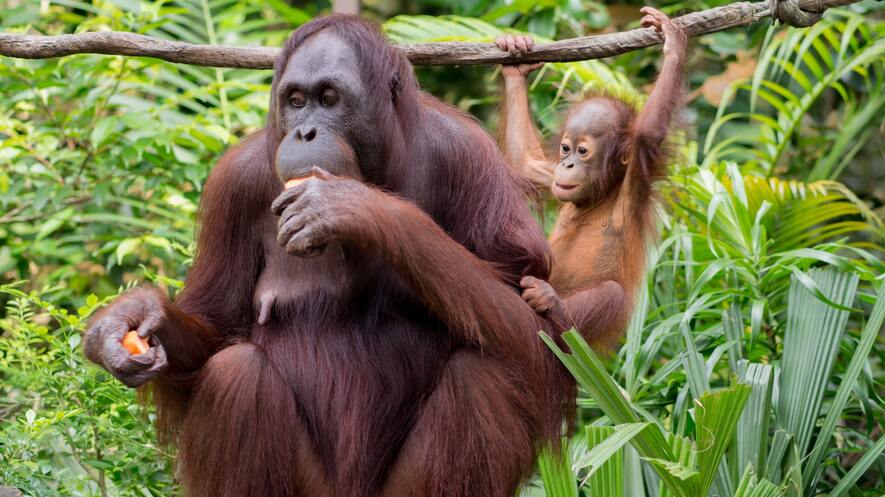 Image 1. Female orangutans are occasionally killed for their young, which are sold as pets, while others are killed for food or for venturing onto plantations or into gardens. Photo: Brett Jordan/Pexels