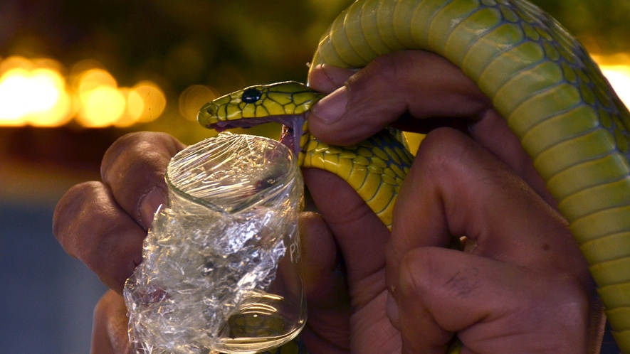 Image 1. Extraction of snake venom during the exhibition "Reptiles of the World" in Switzerland in 2014. Photo by: Vassil/Wikimedia