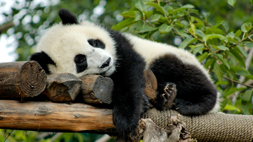 newsela cuteness coming to an imax screen soon with the pandas