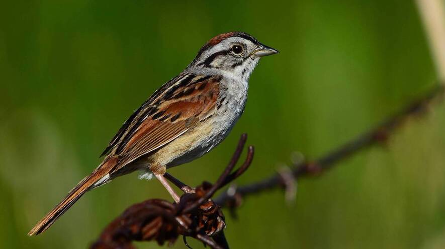 Newsela Swamp Sparrow Songs Have Not Changed In 1 000 Years Newsela Swamp Sparrow Songs Have Not Changed In 1 000 Years