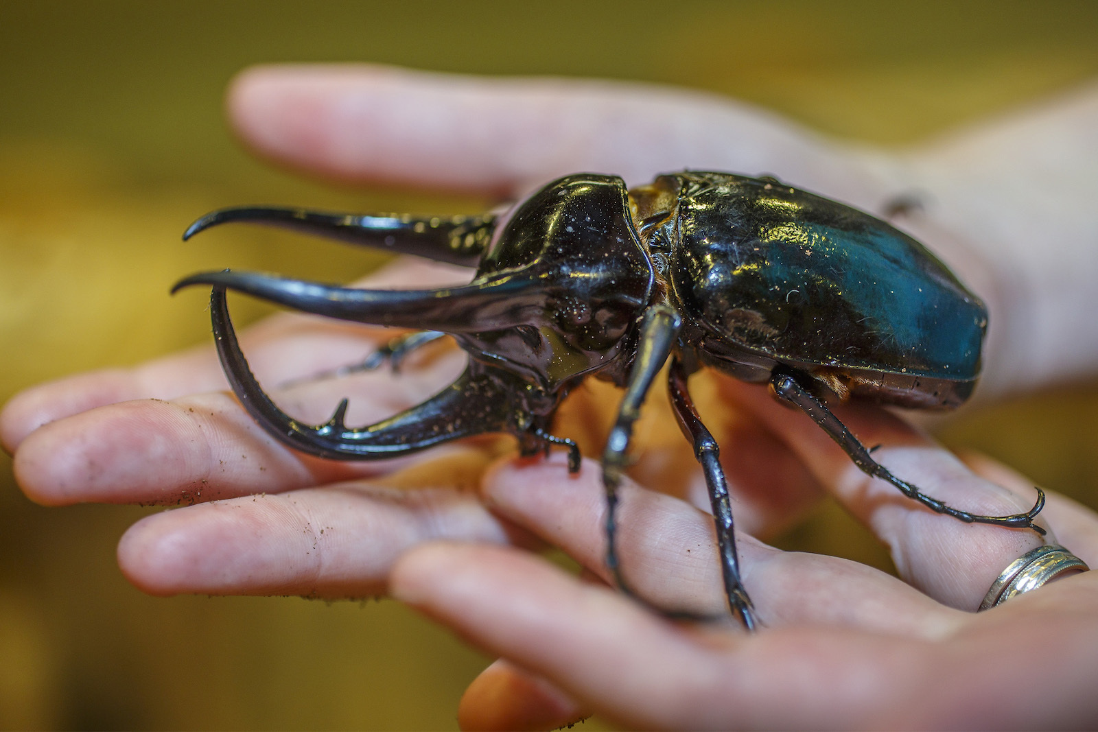 Жуки клипы. Жуки герои. Жесткокрылые в музеях. Жука няньки. Largest Beetle.