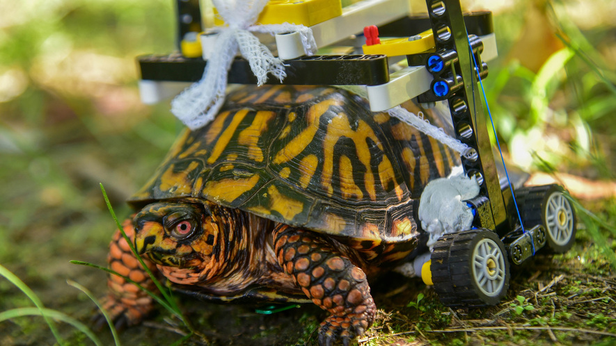 Image 1. A wild Eastern box turtle at the Maryland Zoo in Baltimore is on the mend and on the move thanks to some clever engineering using Lego bricks. Photo by: Sinclair Miller/Maryland Zoo/TNS