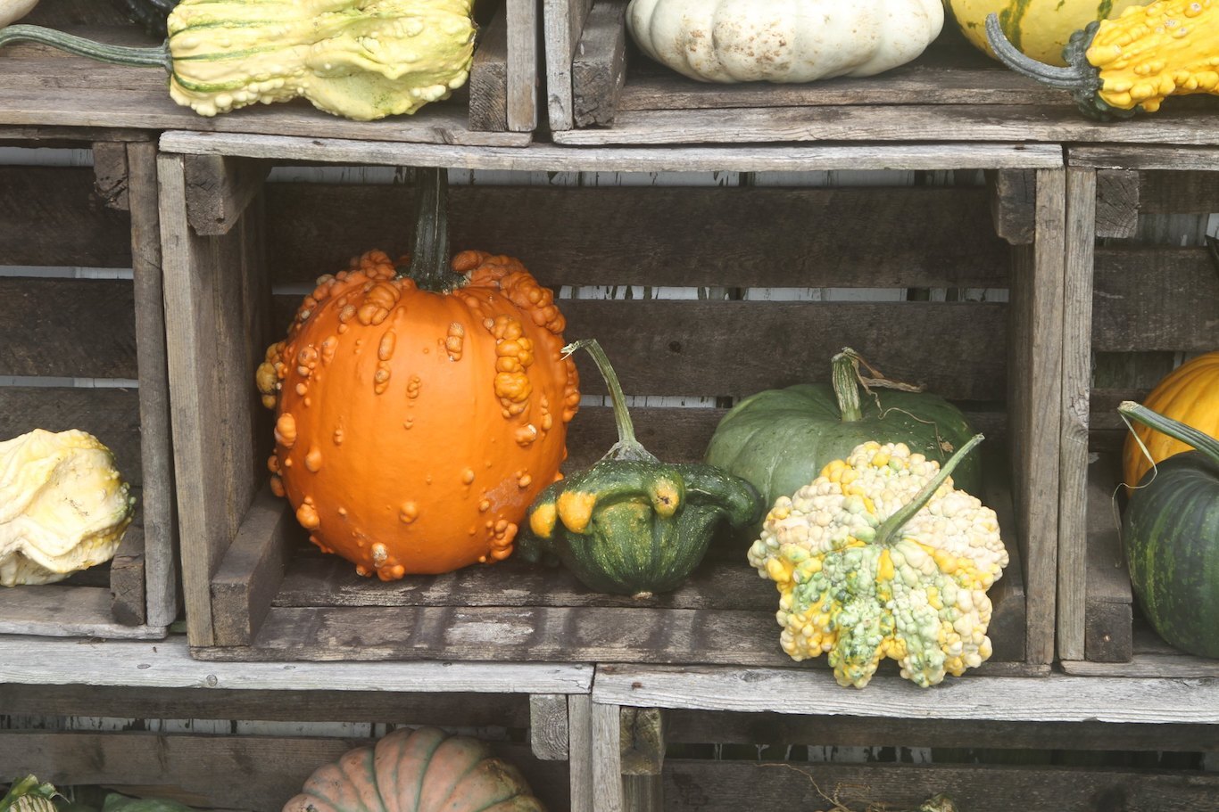 Newsela The Science Behind Decorative Gourd Season
