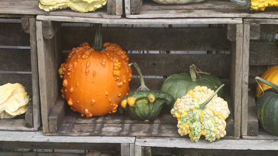 Newsela The Science Behind Decorative Gourd Season