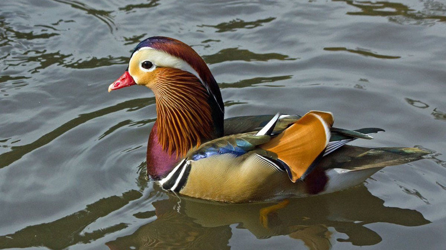 A Mandarin duck that mysteriously appeared in New York City's Central Park has gone missing. Photo by:Bradley Kane, courtesy of @BirdCentralPark.