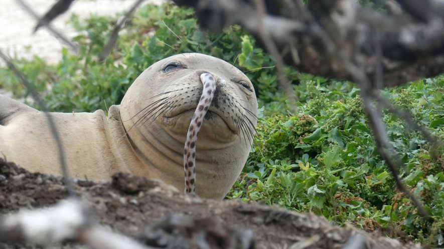 A juvenile Hawaiian monk seal was found with a spotted eel in its nose at French Frigate Shoals in the Northwestern Hawaiian Islands this past summer. Photo by: NOAA Fisheries/Brittany Dolan