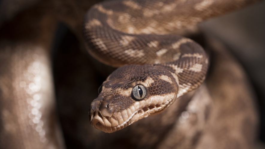 Newsela Snakes Want To Be Inside Where Its Cool In Hot
