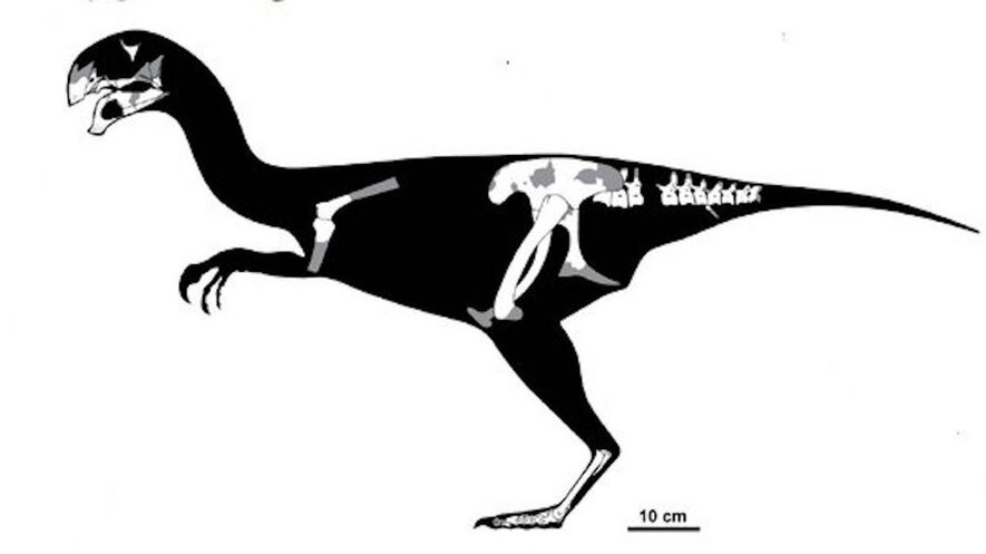 Image 1. A reconstruction of Gobiraptor. Image by: Lee et al/Scientific American