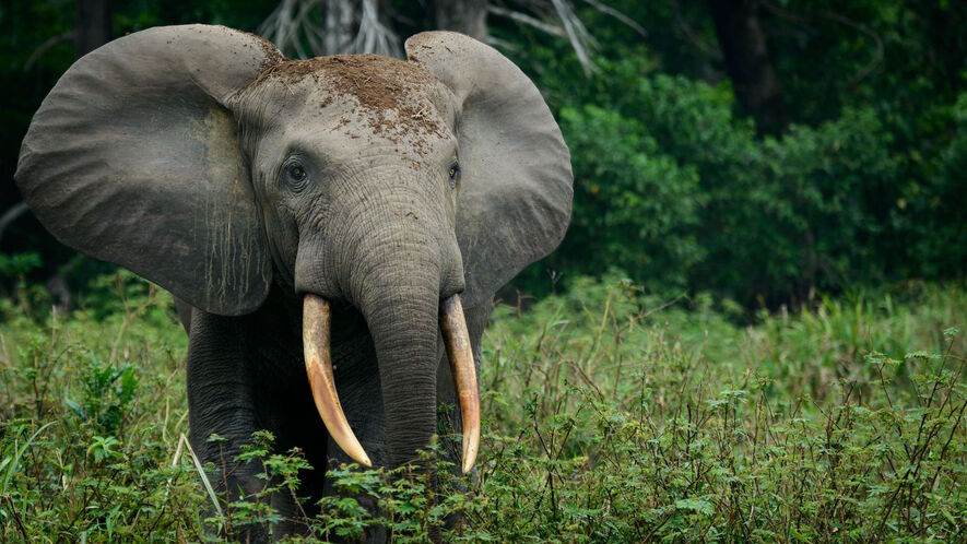 Fashion House Gucci Introduces Plans To Reduce Carbon Emissions 9 forest restoration climate change 7bff6377