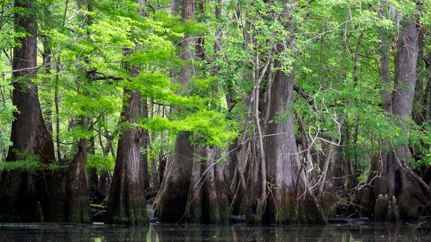 A tree in front of congaree national park surrounded by a body of water.