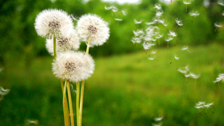 Image result for Images of dandelions in the wind