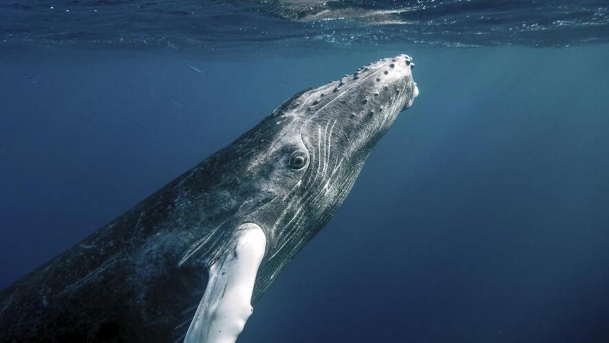 Newsela The Mystery Of The Humpback Whale Songs