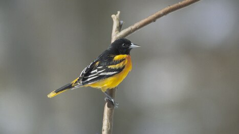 Newsela Swamp Sparrow Songs Have Not Changed In 1 000 Years Newsela Swamp Sparrow Songs Have Not Changed In 1 000 Years