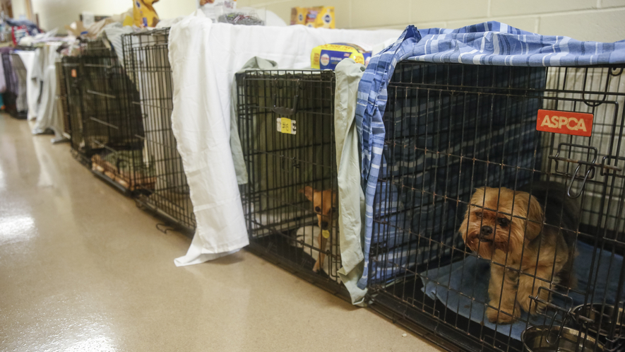 Newsela Animal Rescue Group Relocated 21 Shelter Dogs Affected By Hurricane