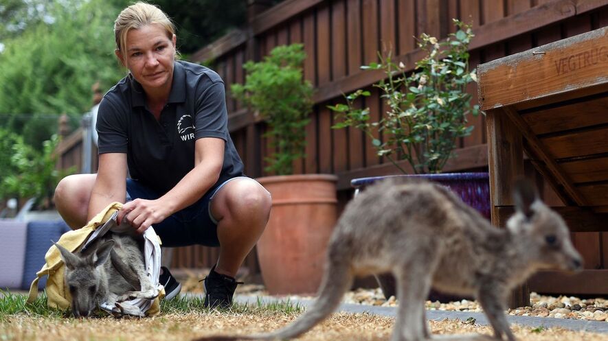 Newsela A Billion Animals Caught In Australia S Fires Some May Go Extinct