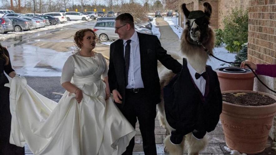 A woman in a wedding dress stands next to a man in a tuxedo. The man is holding onto a llama also wearing a tuxedo.