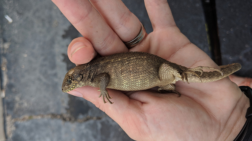 Newsela Constipated Florida Lizard Breaks Records With Gargantuan Poop